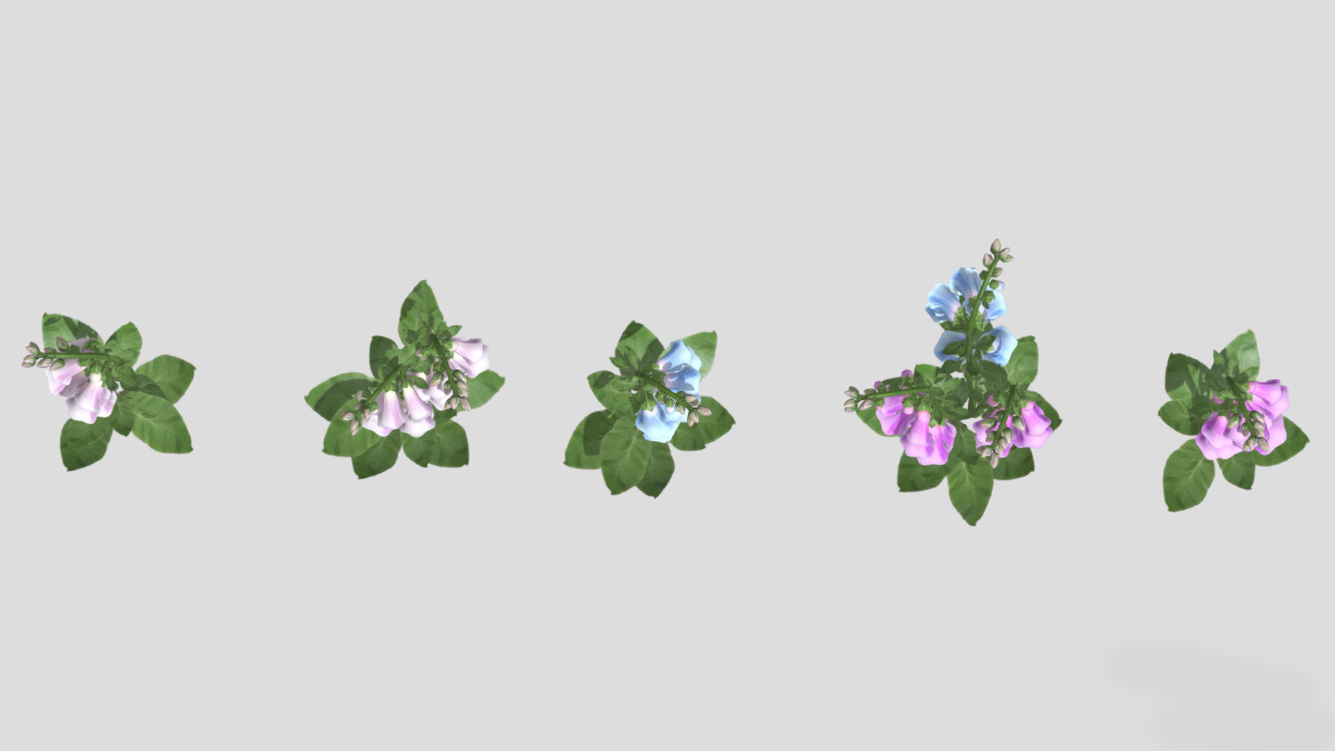 Cone Flower Low Poly 3D model_6