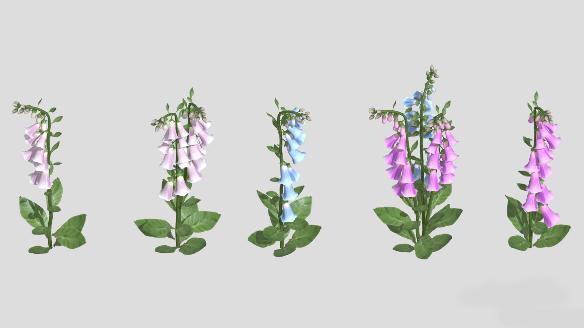 Cone Flower Low Poly 3D model_2