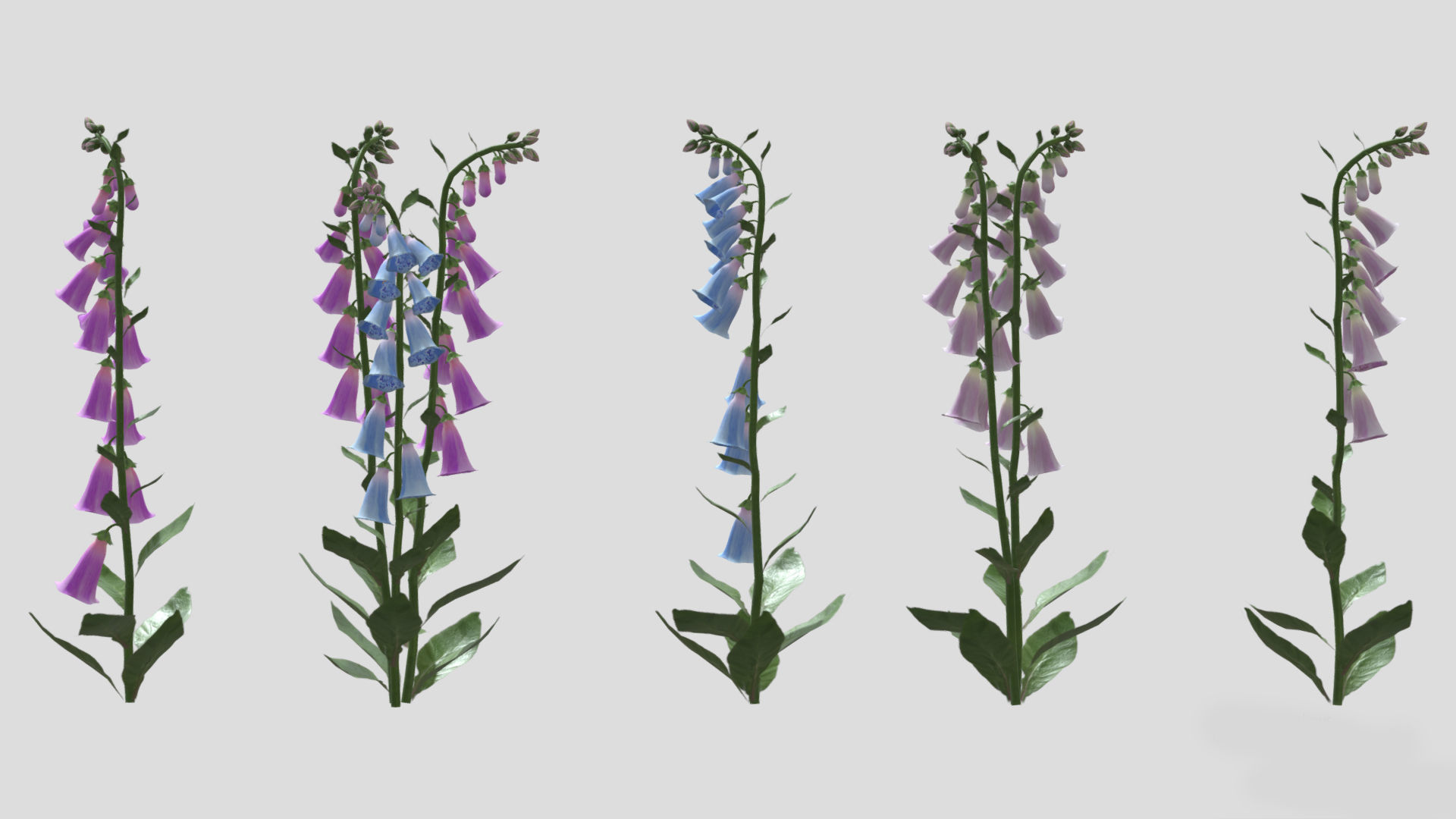 Cone Flower Low Poly 3D model_8