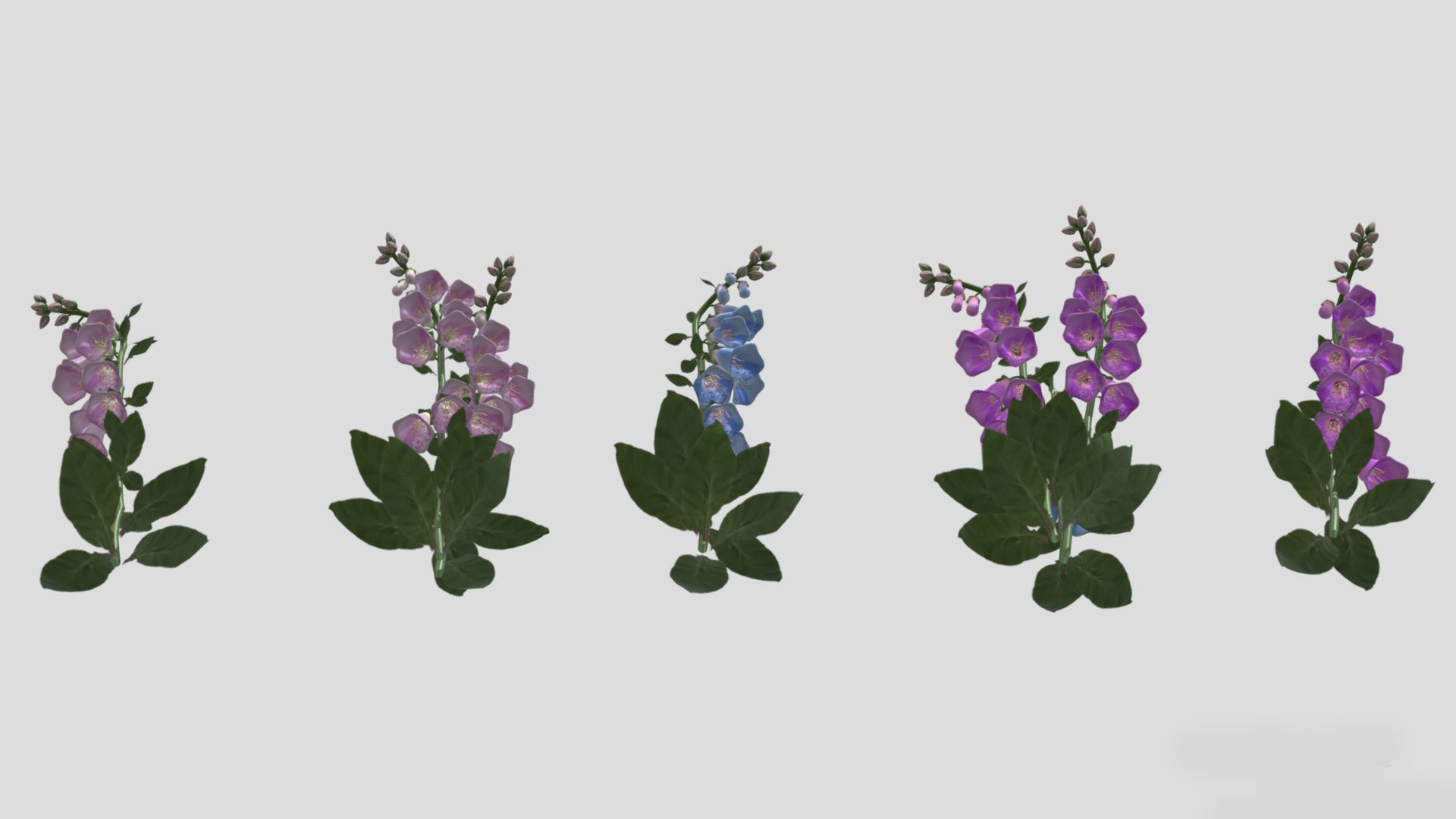 Cone Flower Low Poly 3D model_7