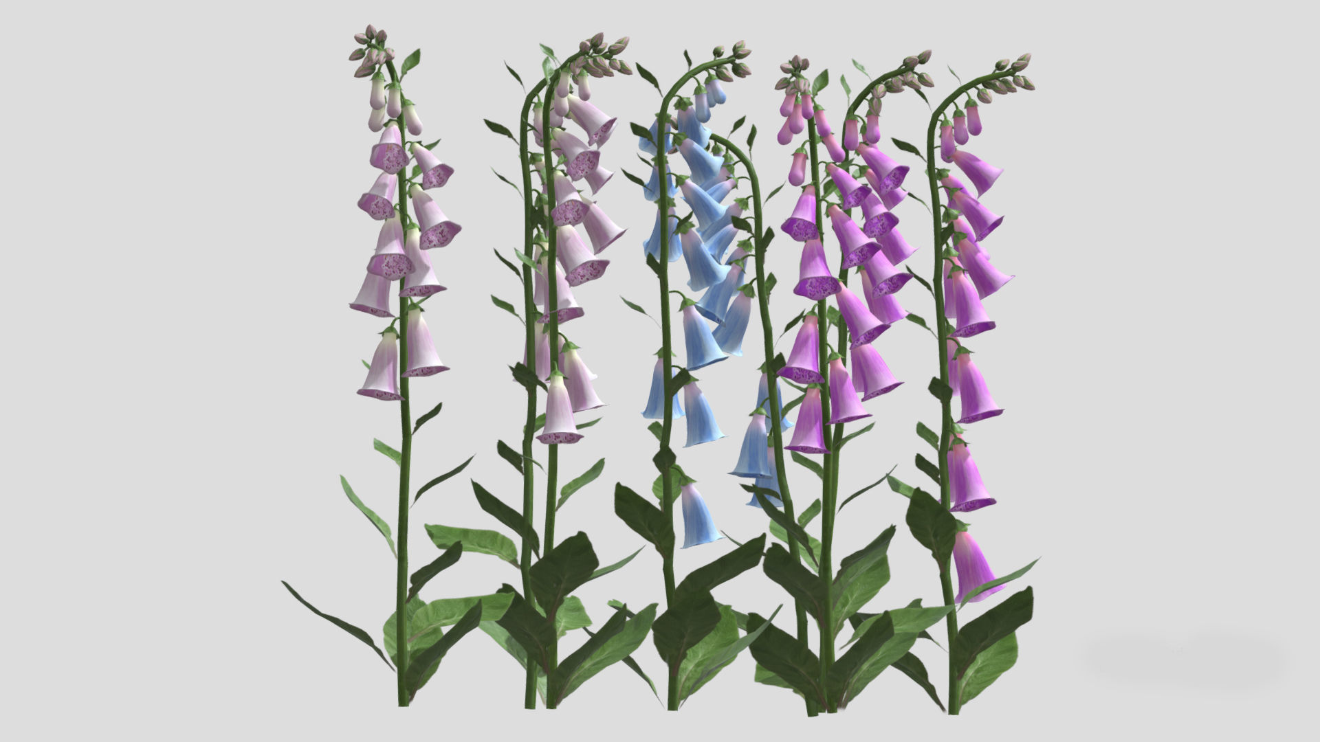 Cone Flower Low Poly 3D model_5