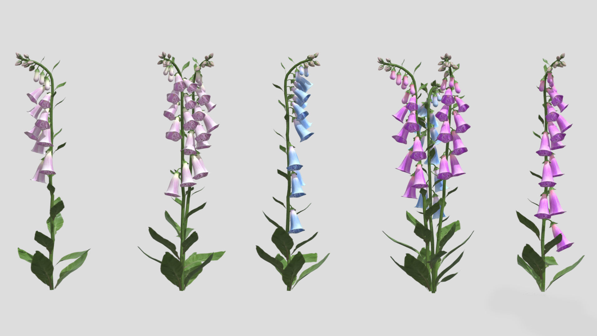 Cone Flower Low Poly 3D model_3