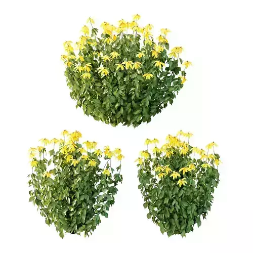 Rudbeckia laciniata Plant 02 