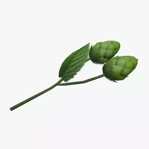 Medieval Hops Herbal Low-poly 3D model