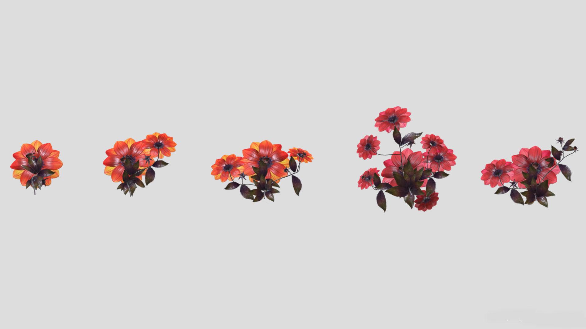 Dahlia Bishop Flower Low Poly 3D model_7