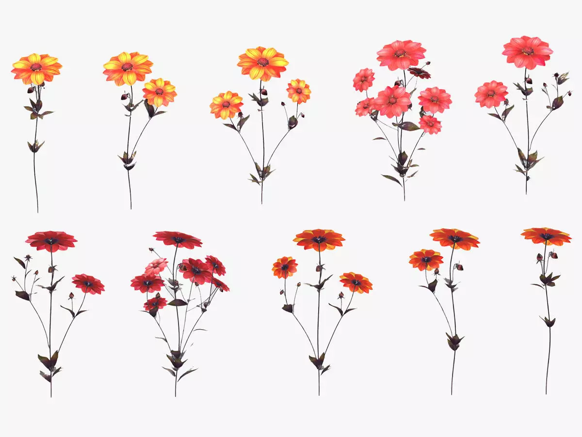 Dahlia Bishop Flower Low Poly 3D model_0