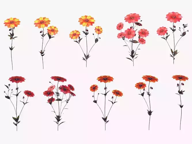 Dahlia Bishop Flower Low Poly 3D model