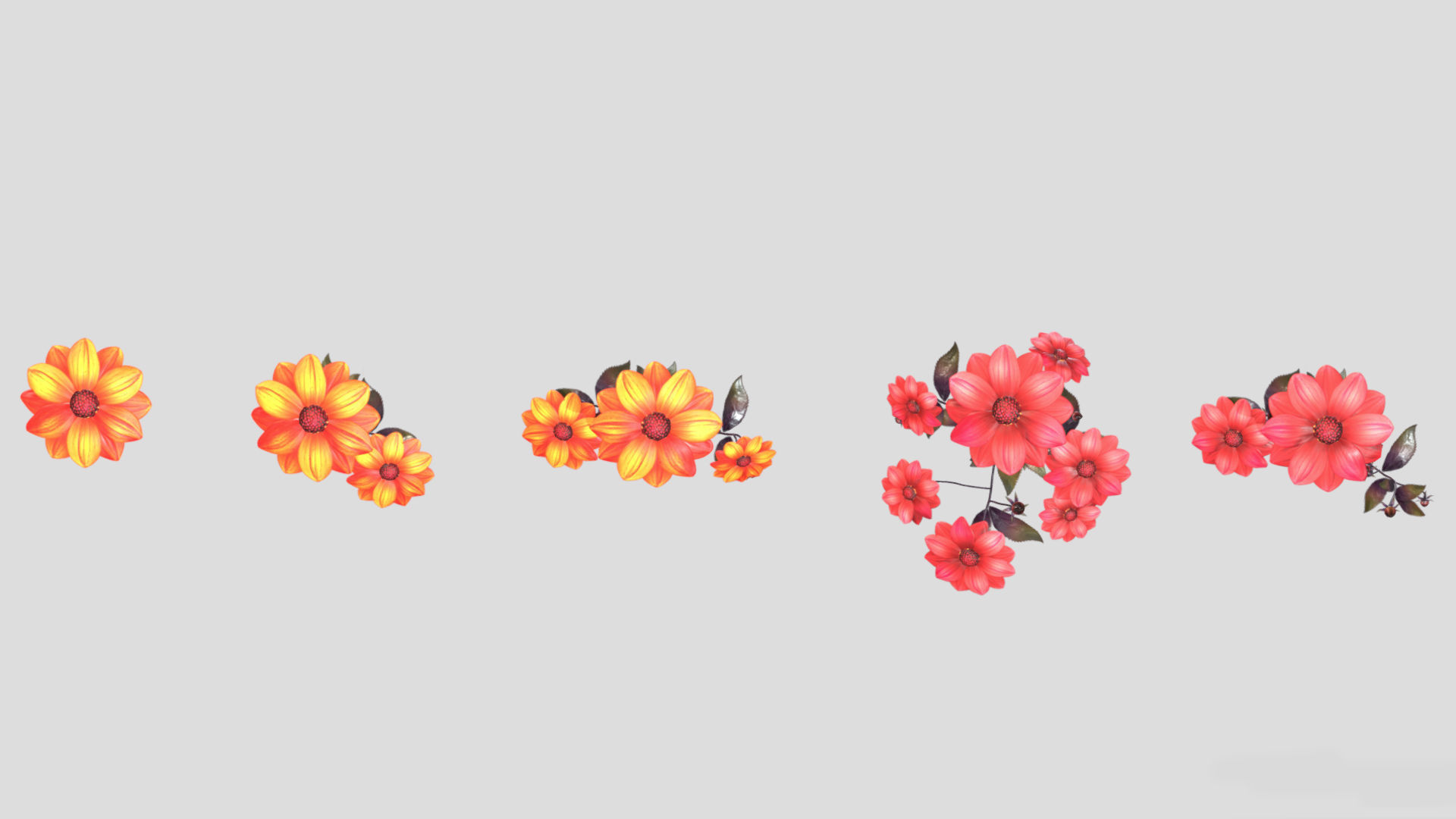 Dahlia Bishop Flower Low Poly 3D model_5