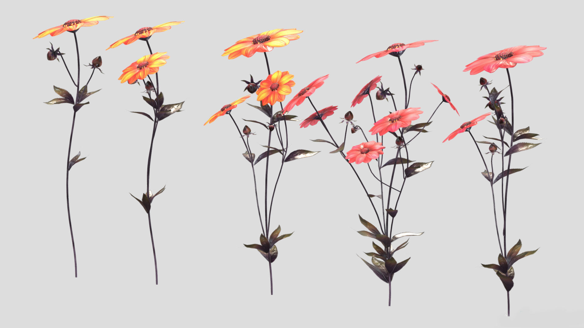 Dahlia Bishop Flower Low Poly 3D model_3