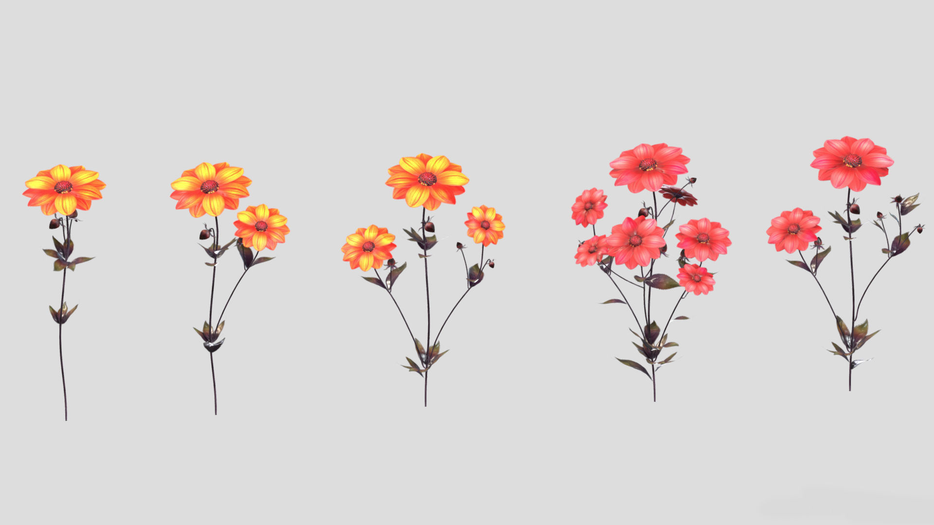 Dahlia Bishop Flower Low Poly 3D model_1