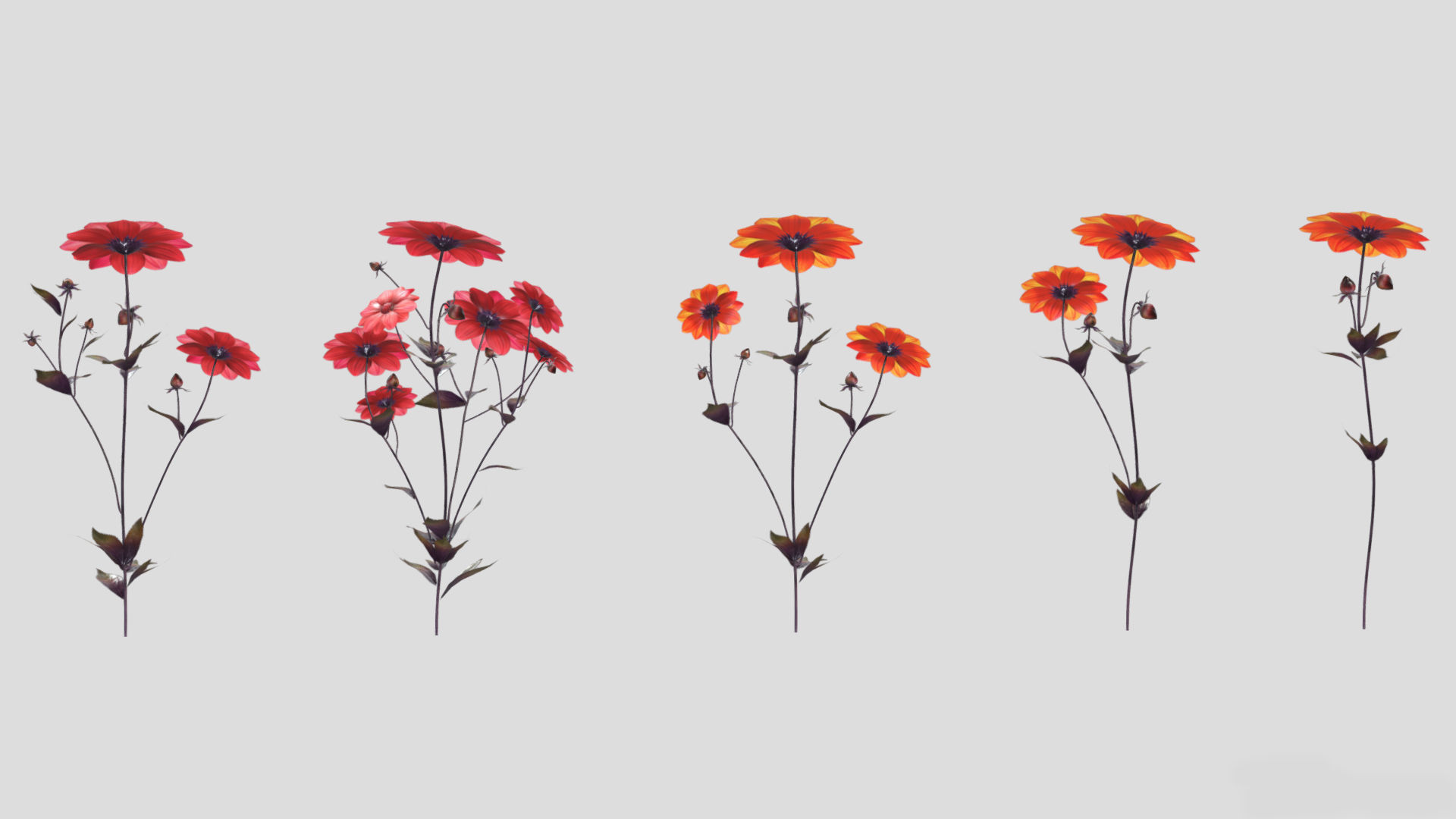 Dahlia Bishop Flower Low Poly 3D model_8