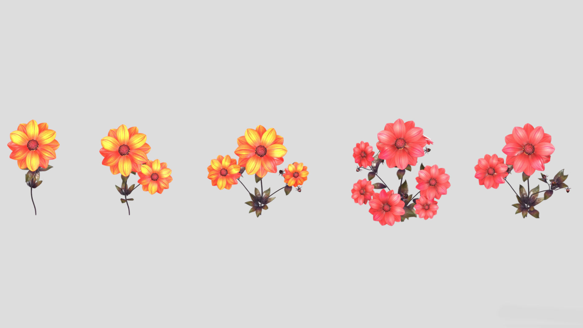 Dahlia Bishop Flower Low Poly 3D model_2