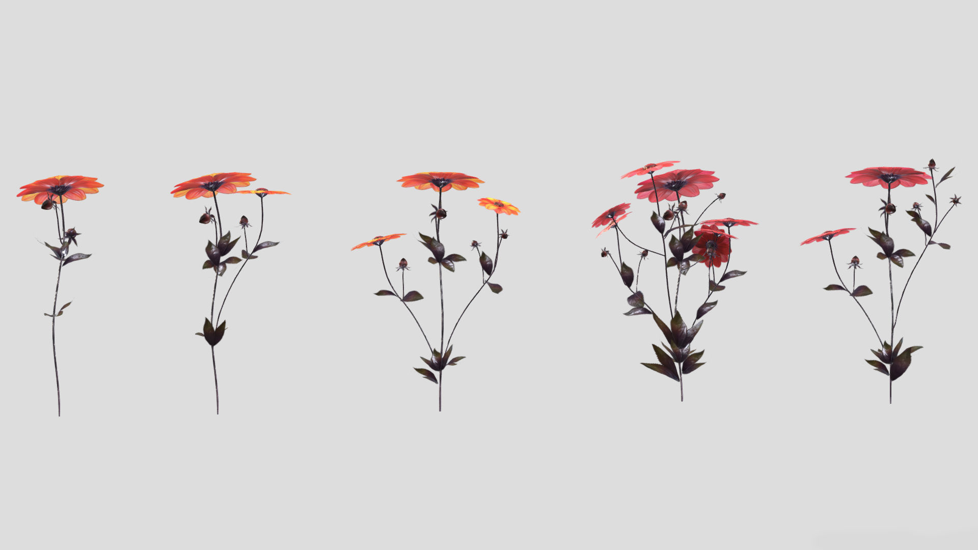 Dahlia Bishop Flower Low Poly 3D model_6