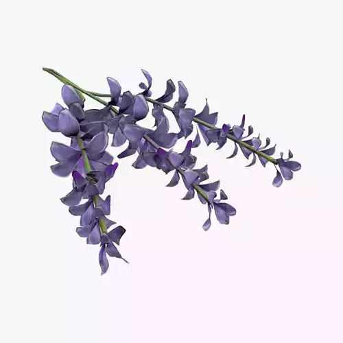 Medieval Lavender