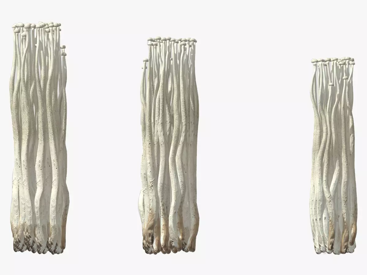 Enoki Mushroom Low PolyAC 3D model_0