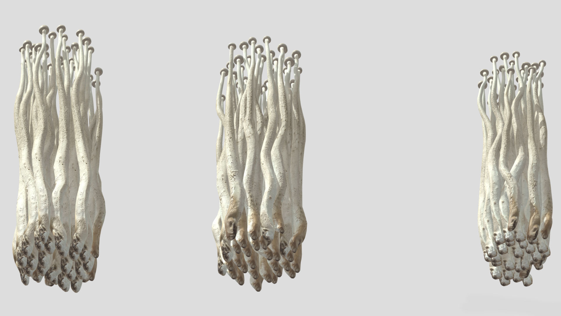 Enoki Mushroom Low PolyAC 3D model_7