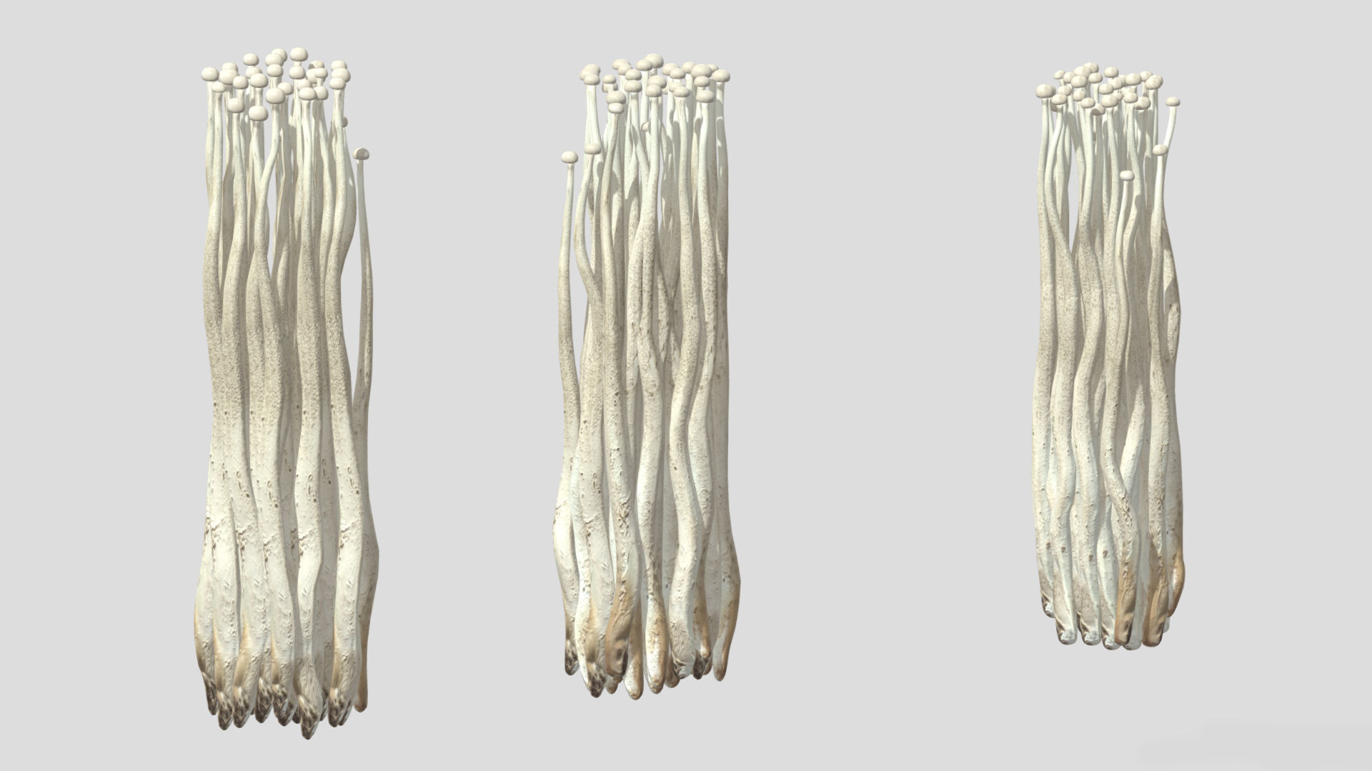 Enoki Mushroom Low PolyAC 3D model_5