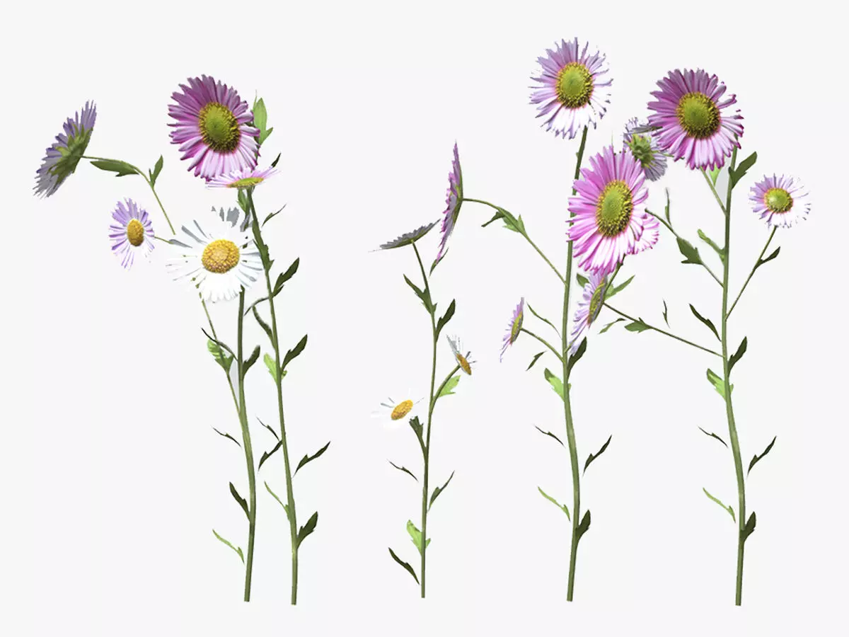 Erigeron Flower Low Poly 3D model_0