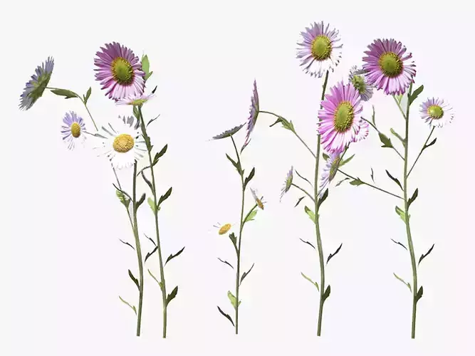 Erigeron Flower Low Poly 3D model