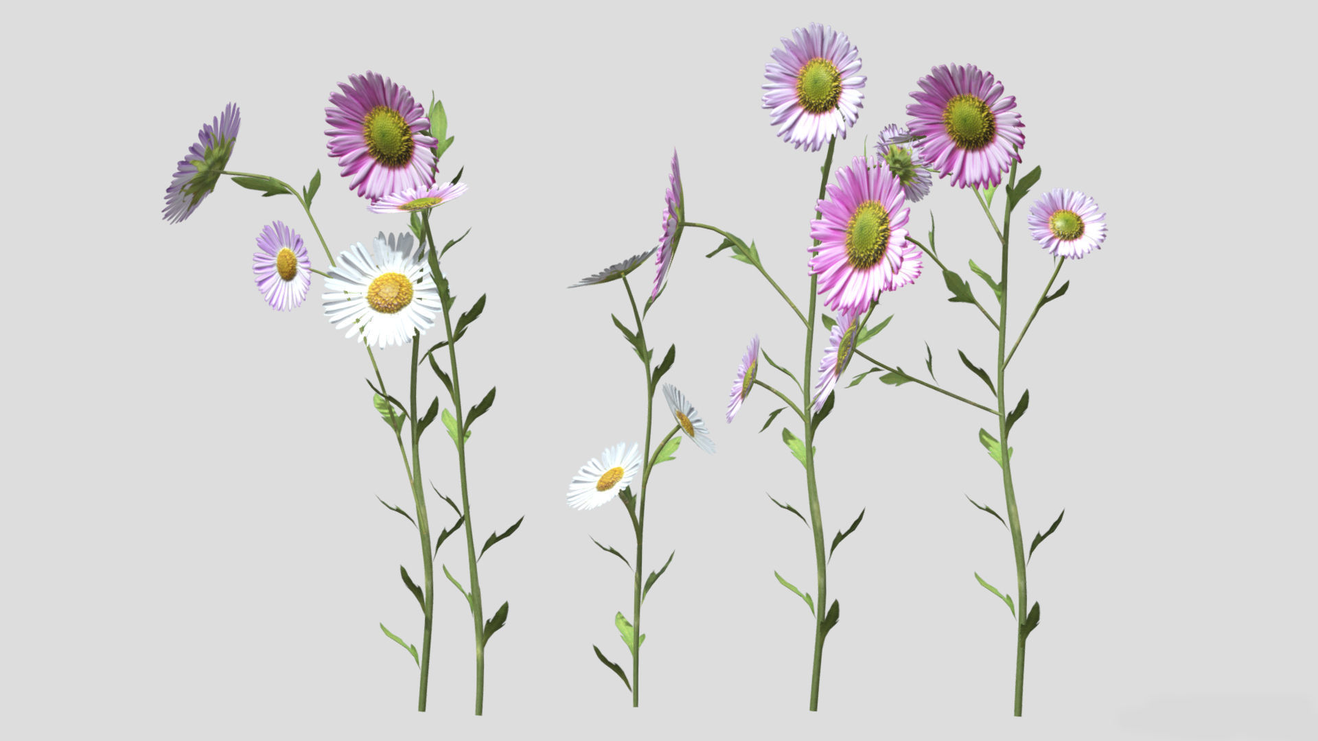 Erigeron Flower Low Poly 3D model_6
