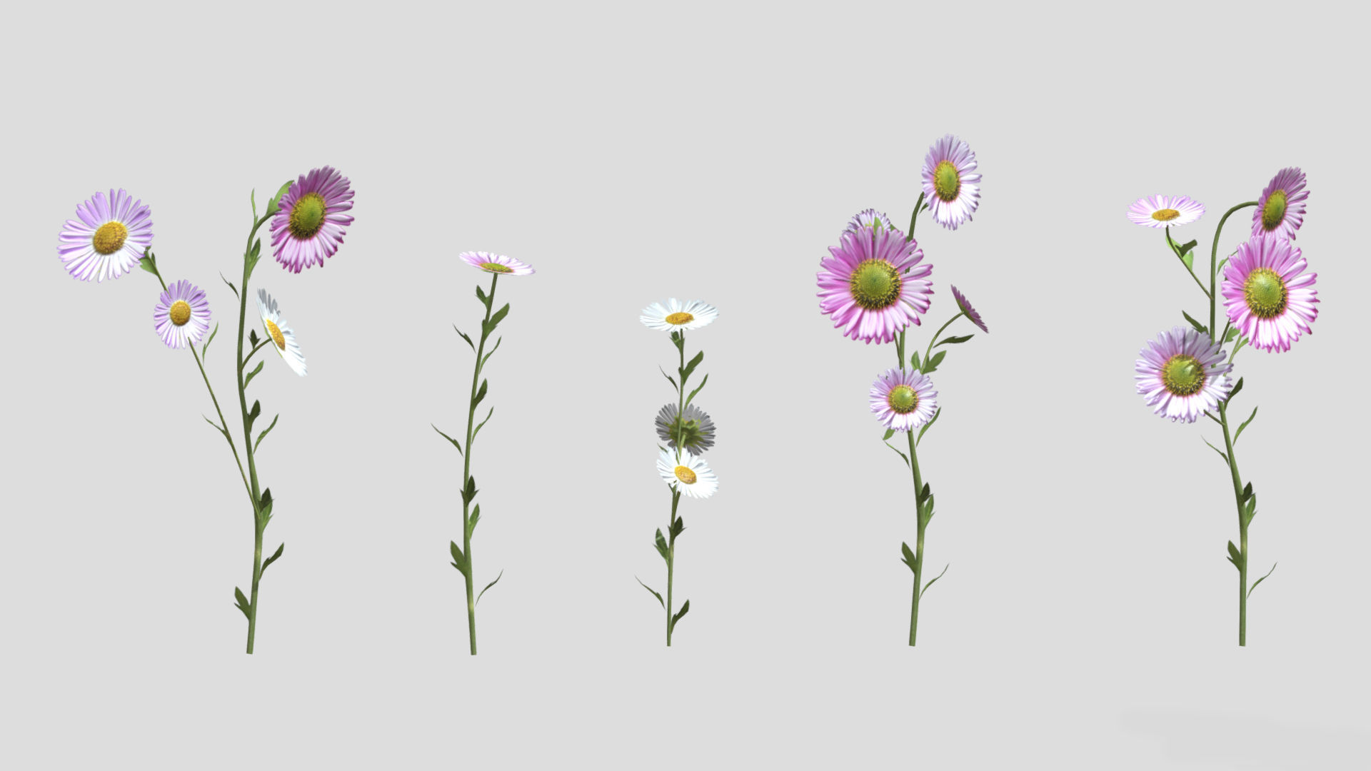 Erigeron Flower Low Poly 3D model_3