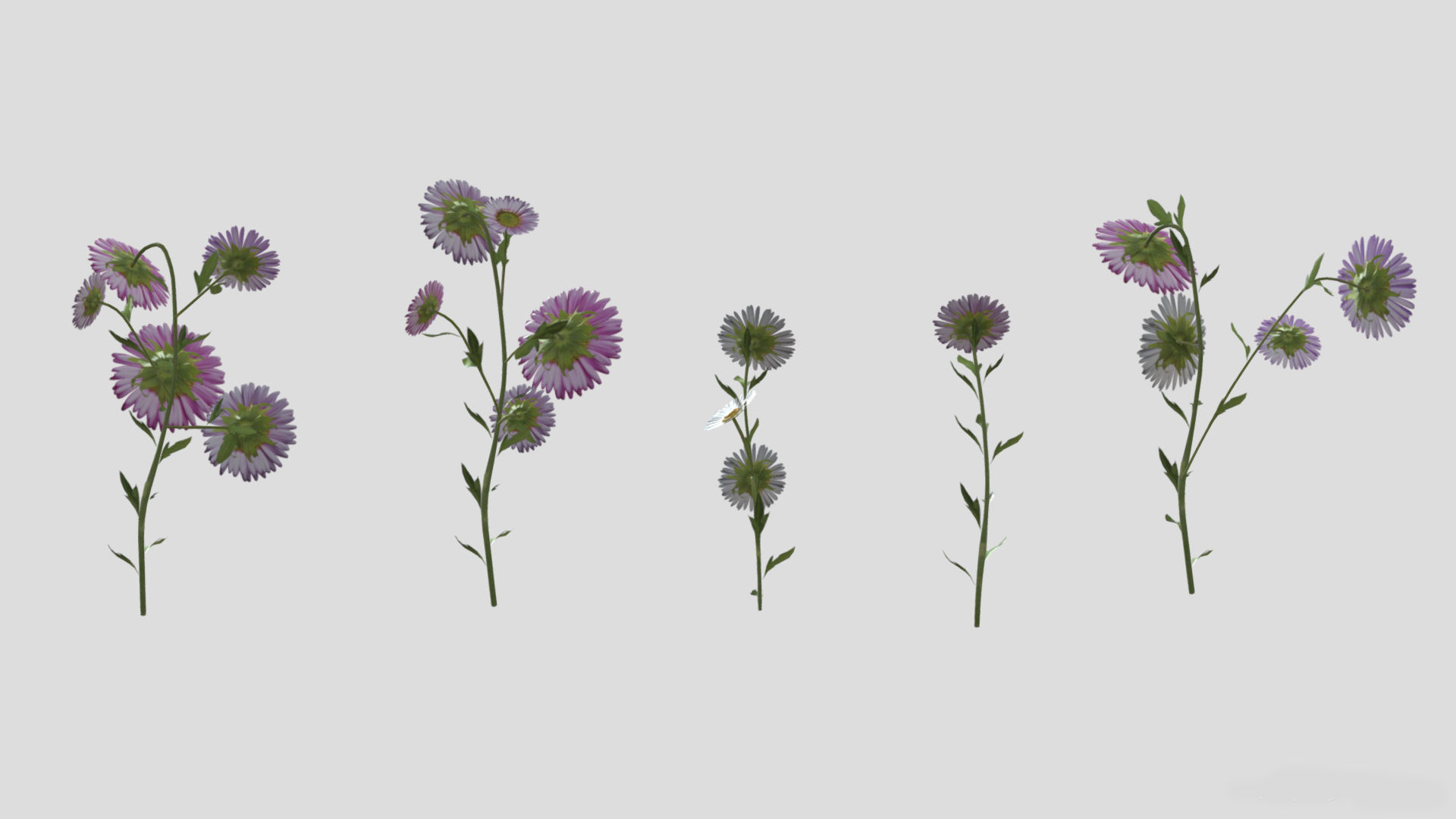 Erigeron Flower Low Poly 3D model_8