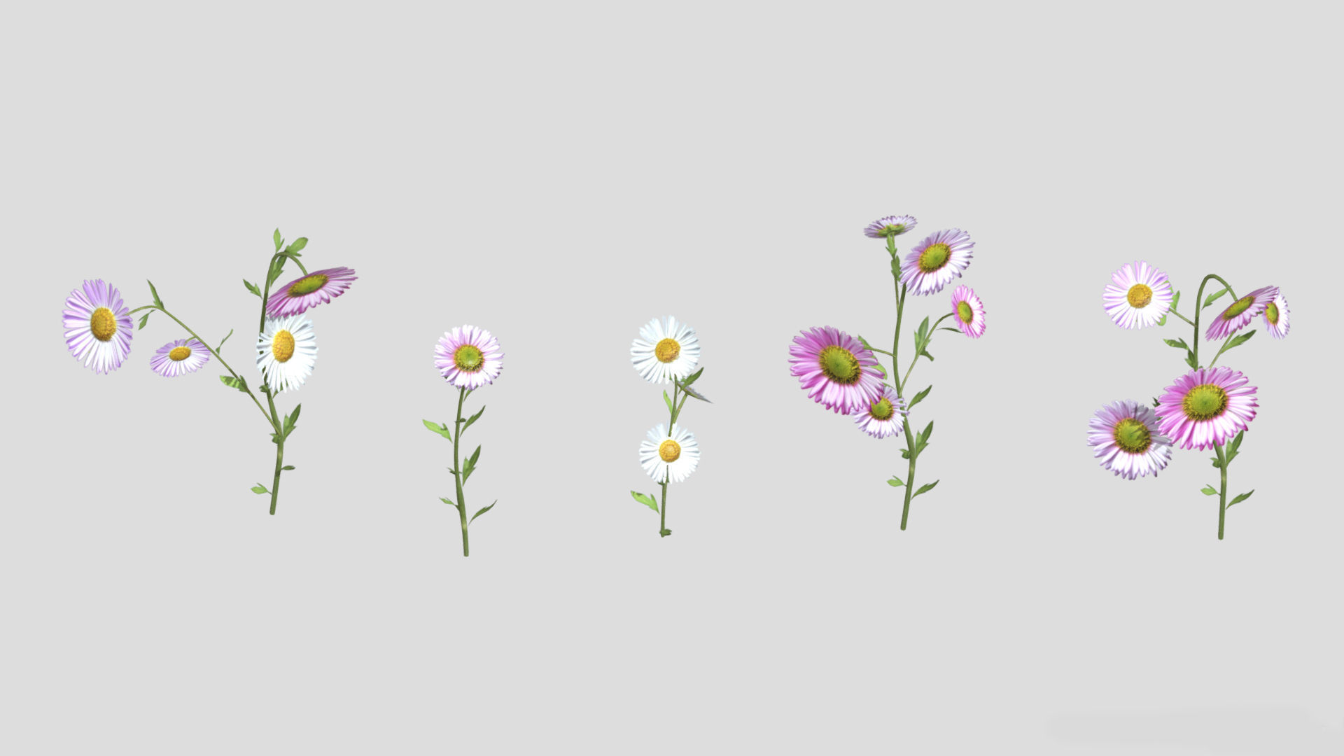 Erigeron Flower Low Poly 3D model_2