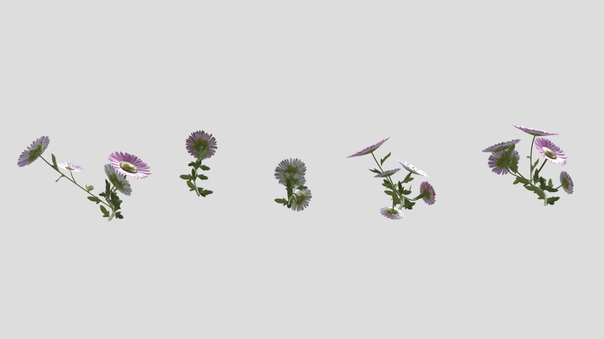 Erigeron Flower Low Poly 3D model_7