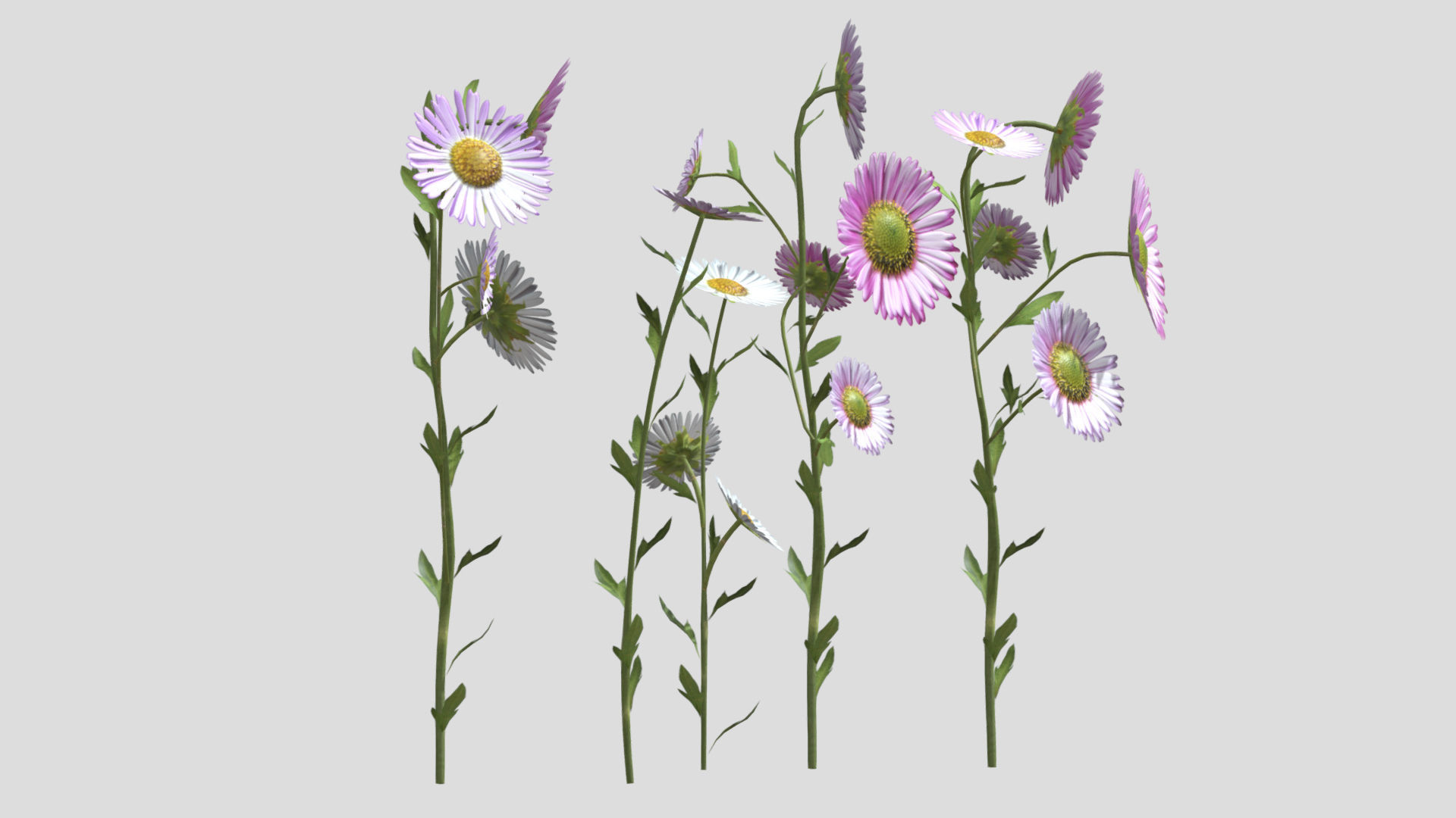 Erigeron Flower Low Poly 3D model_5