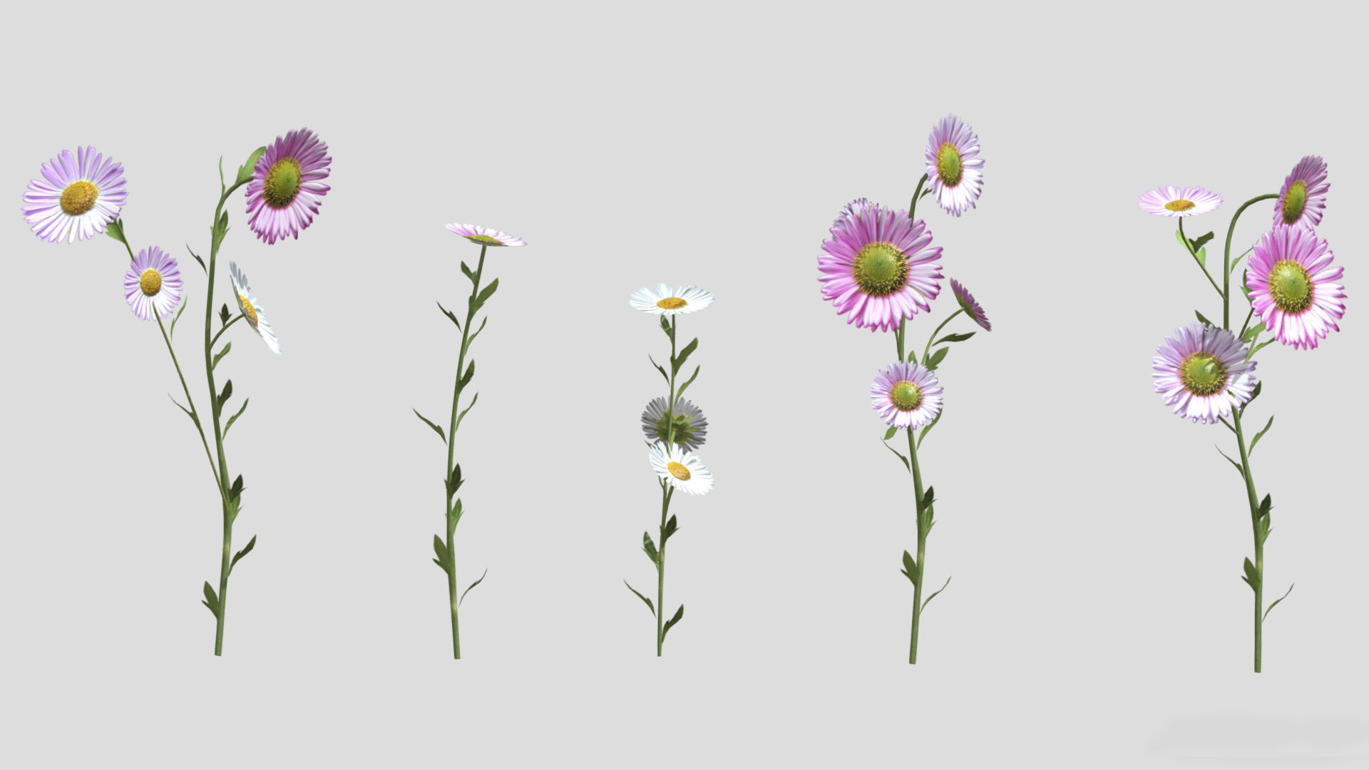 Erigeron Flower Low Poly 3D model_1