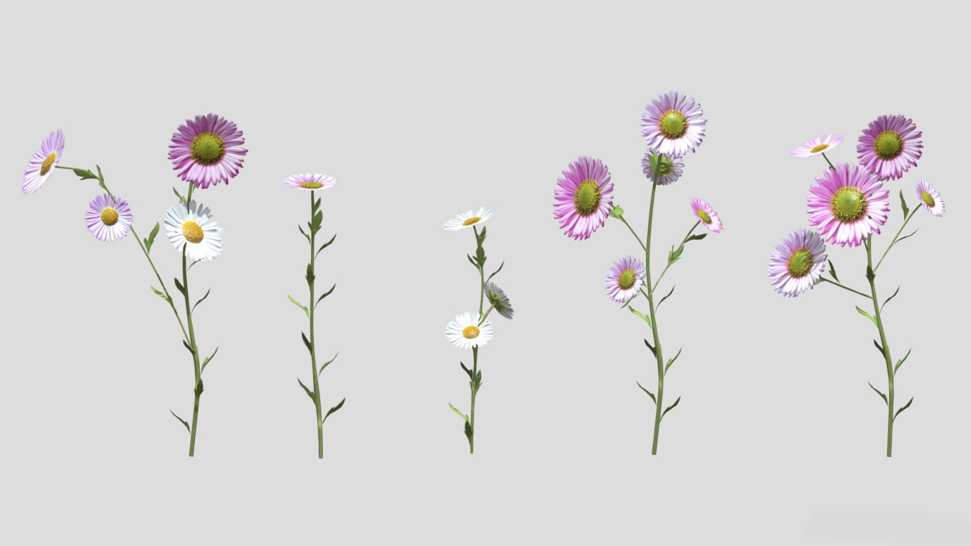 Erigeron Flower Low Poly 3D model_4