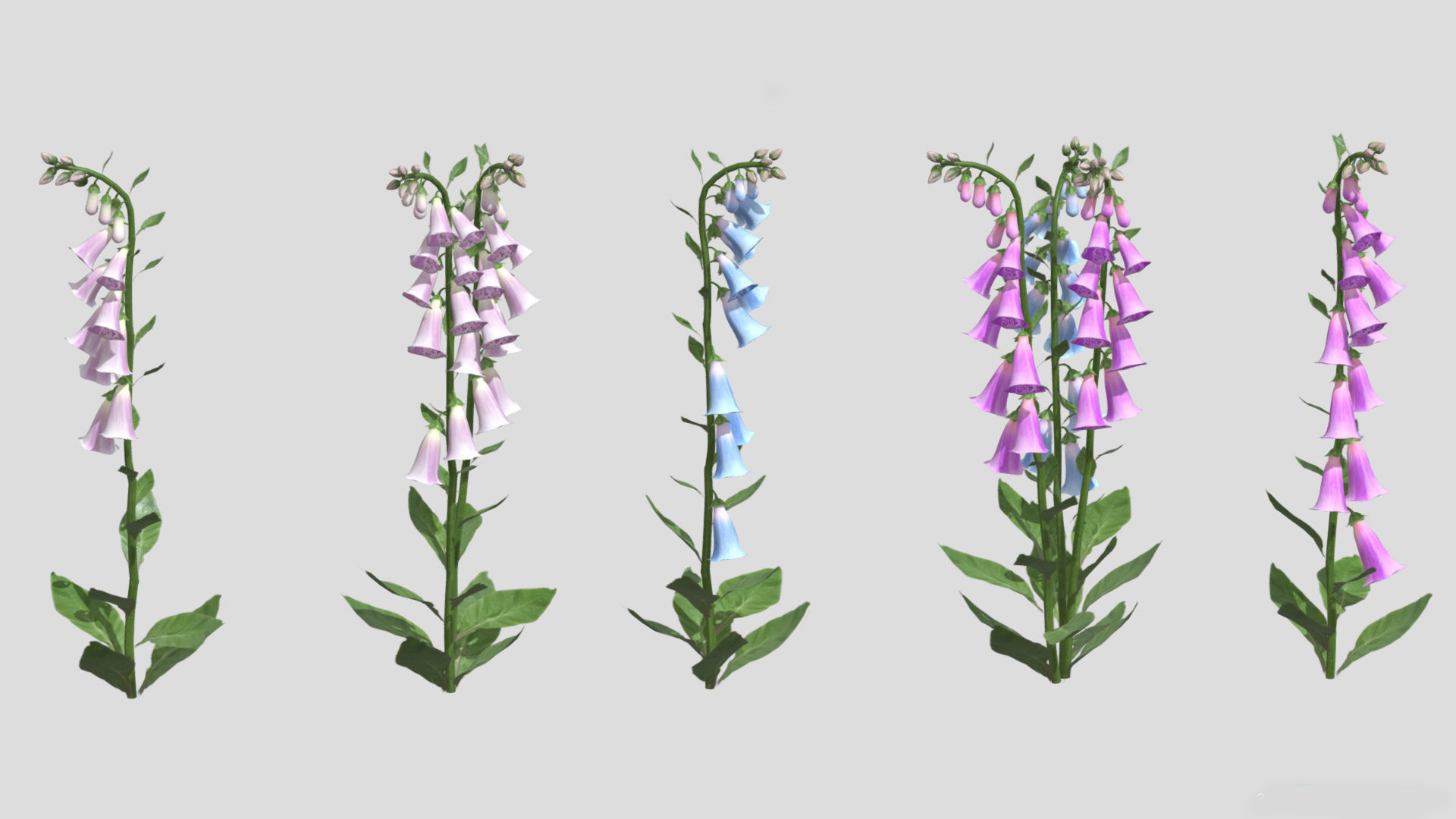 Foxglove Flower Low Poly 3D model_1