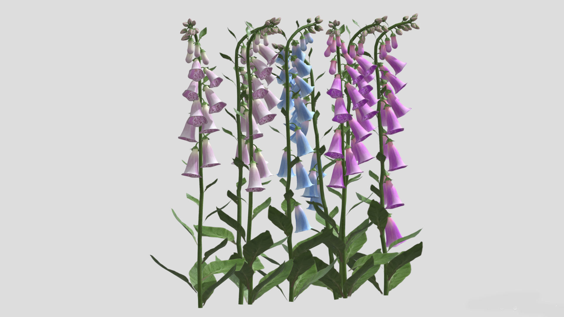 Foxglove Flower Low Poly 3D model_6