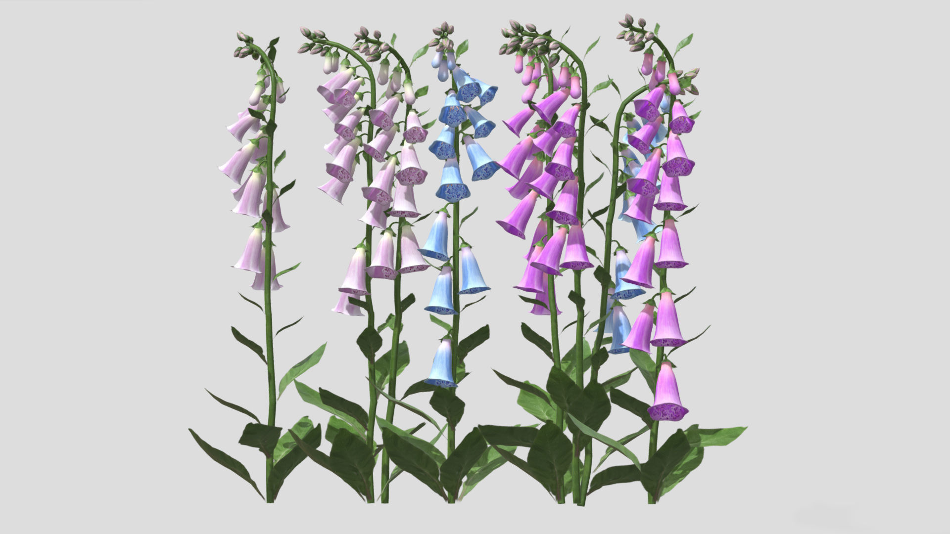 Foxglove Flower Low Poly 3D model_5