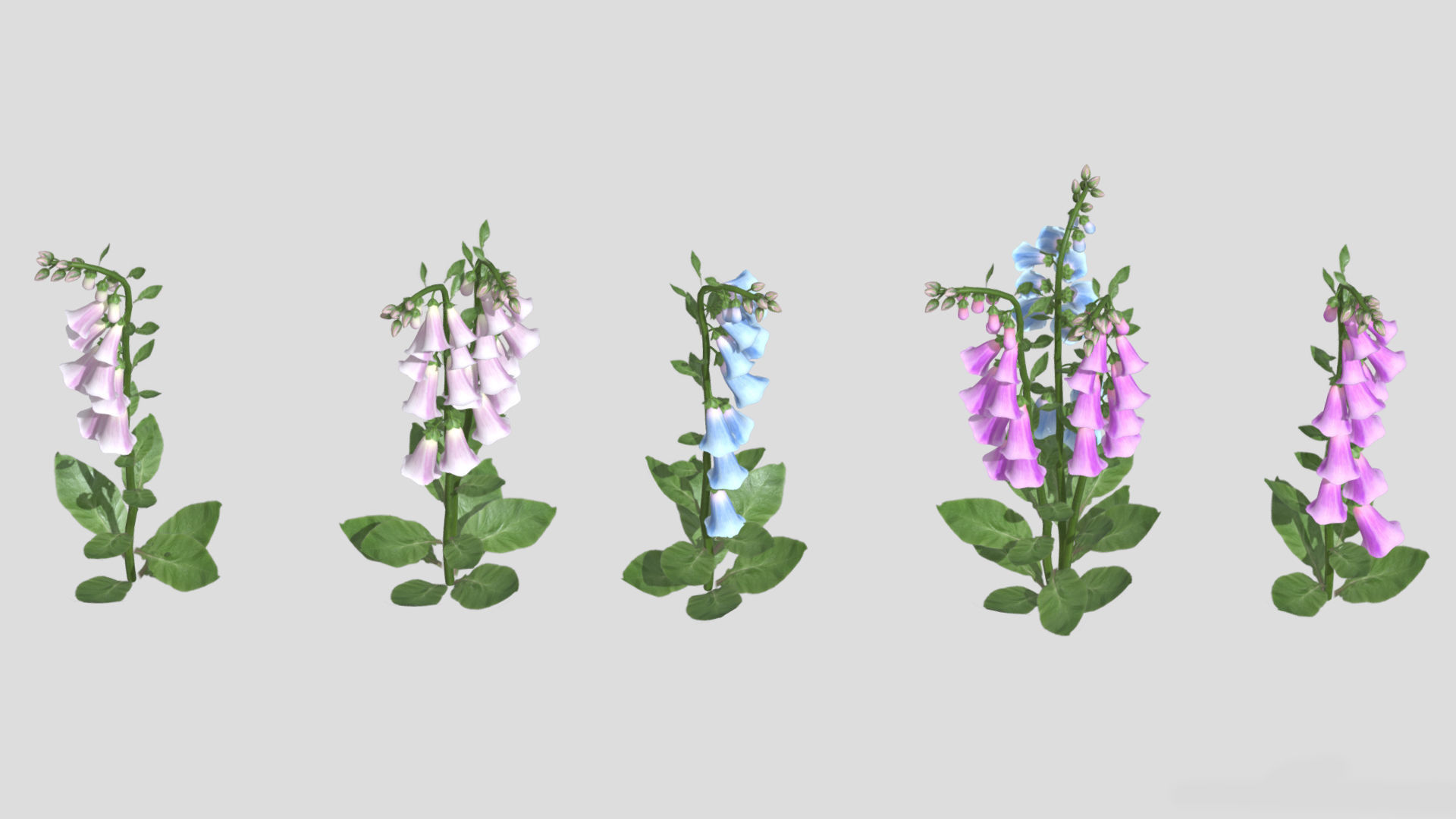 Foxglove Flower Low Poly 3D model_2
