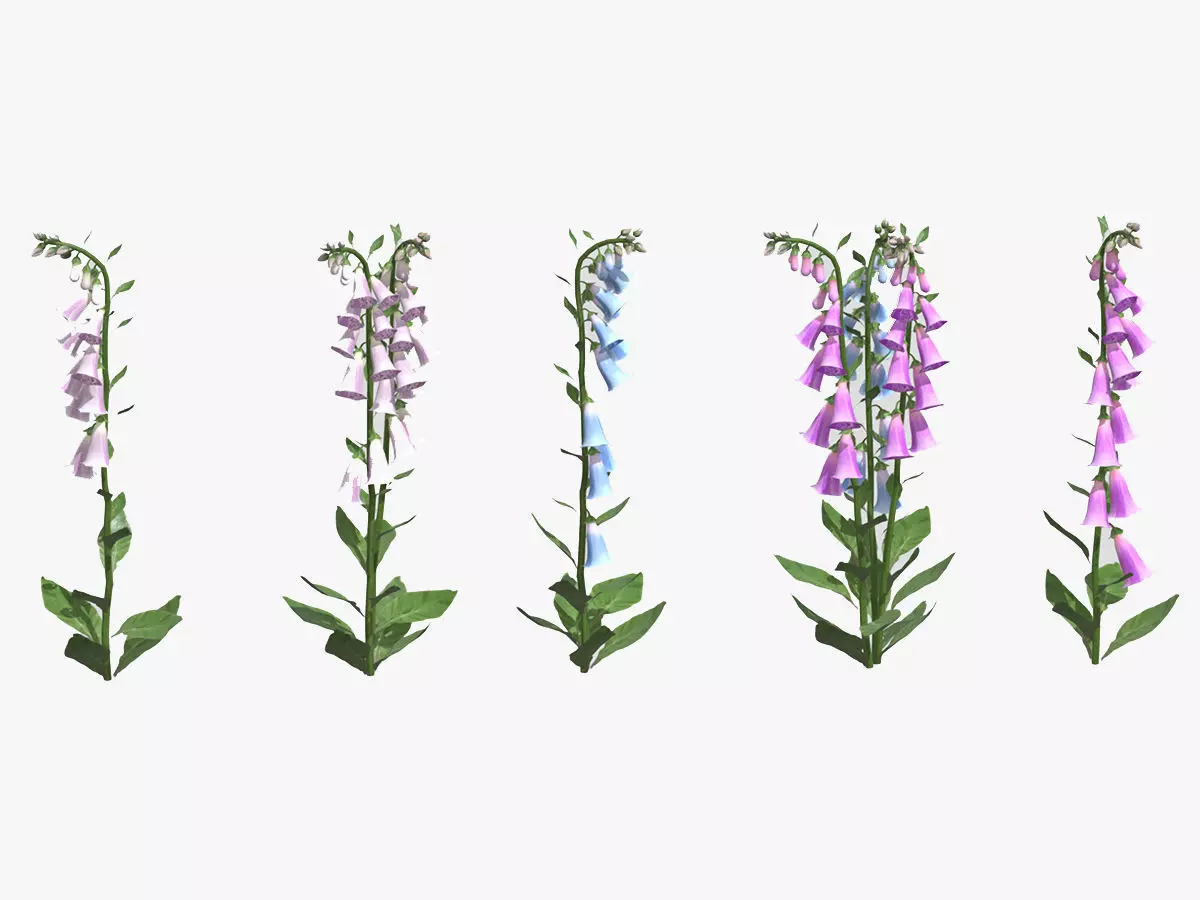 Foxglove Flower Low Poly 3D model_0