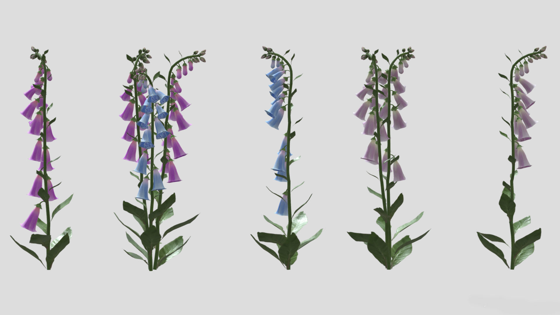 Foxglove Flower Low Poly 3D model_7