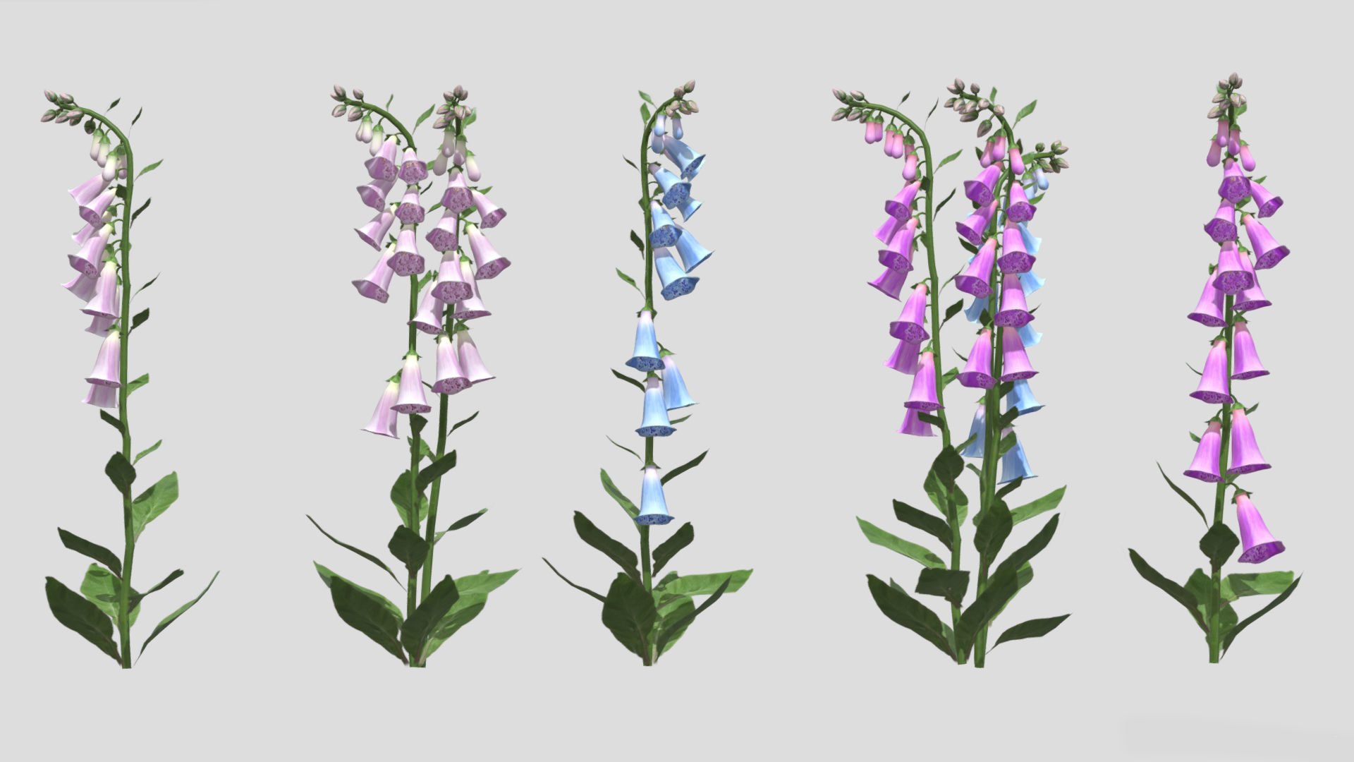 Foxglove Flower Low Poly 3D model_4