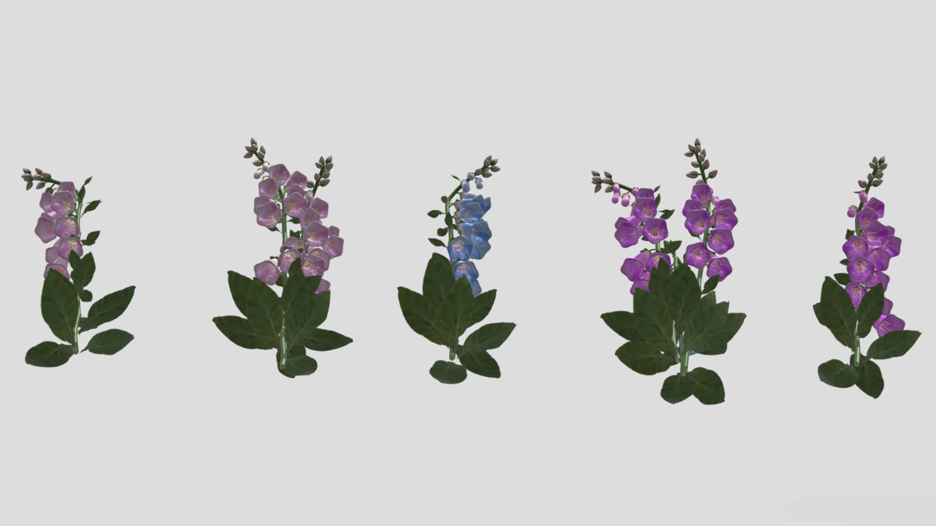 Foxglove Flower Low Poly 3D model_8