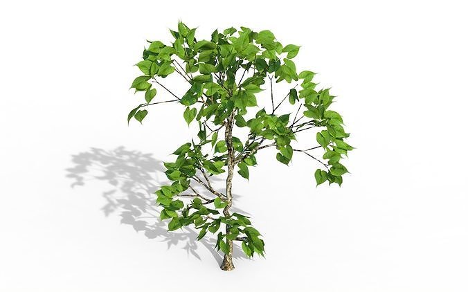Tree Bean 3D model
