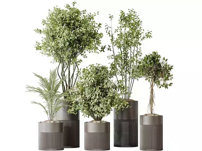 AV Indoor plants set 134 Beech Olive and Ficus Fig and Palm