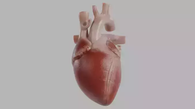 Human Heart Low-poly 3D model