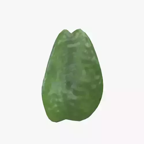 Medieval Chayote