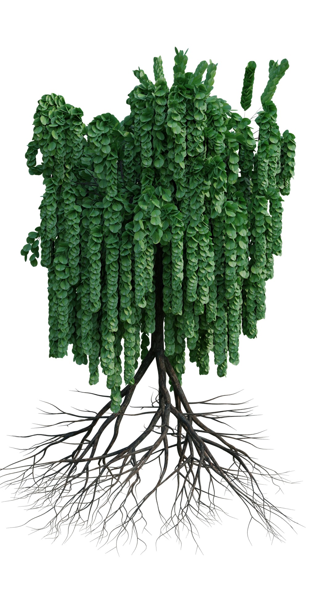 tree in garden Free 3D model_4