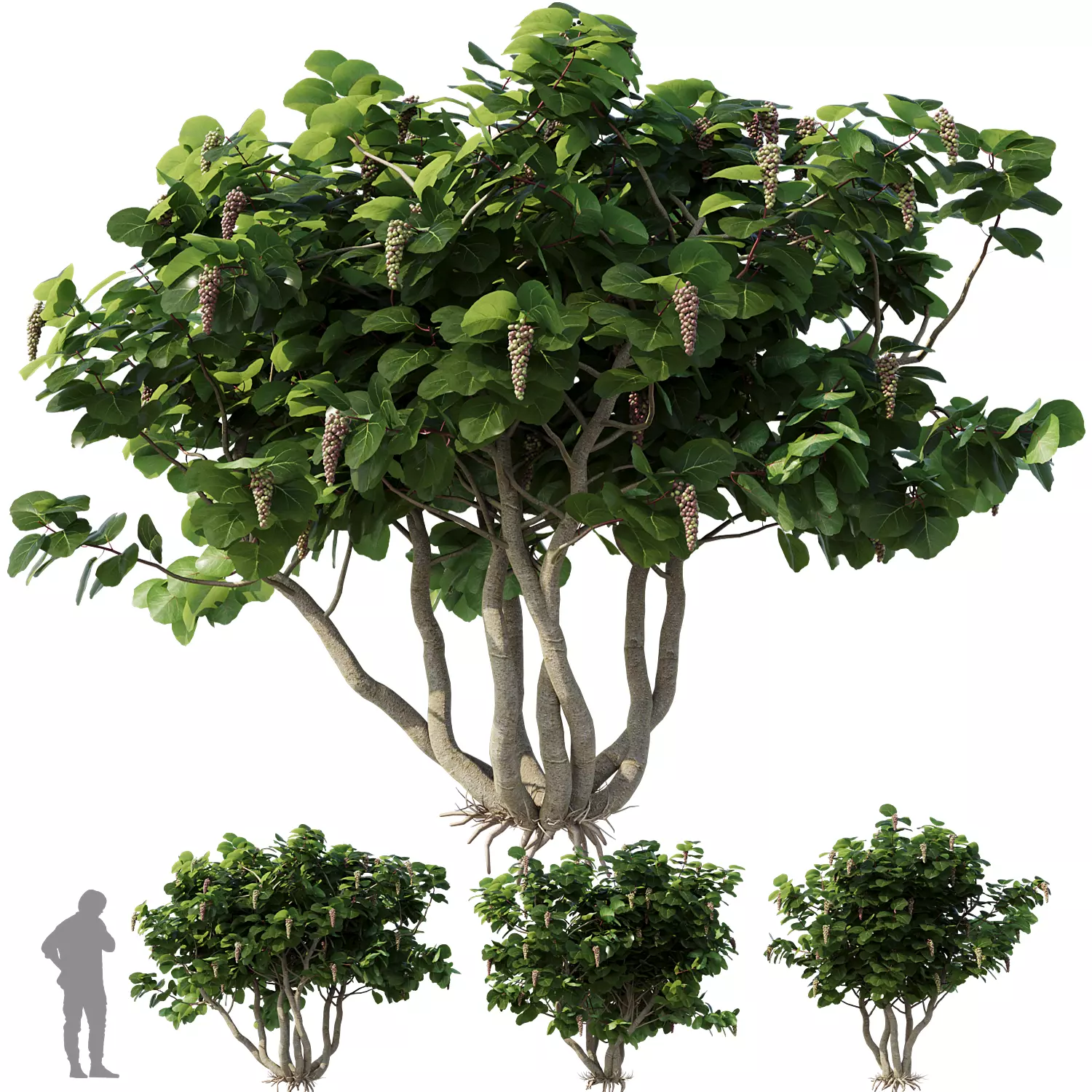 Seagrape Kokkoloba 3D model