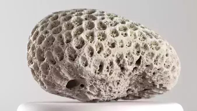 001568 Detailed 3D scan of a natural coral piece