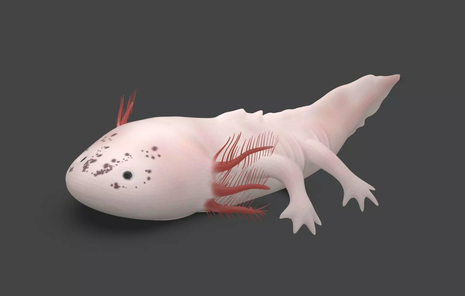 Axolotl Low-poly 3D model_0