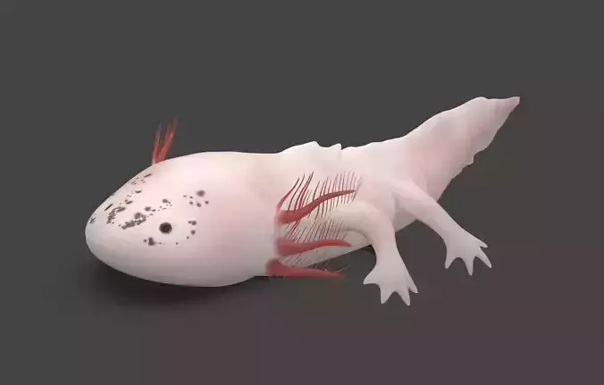 Axolotl