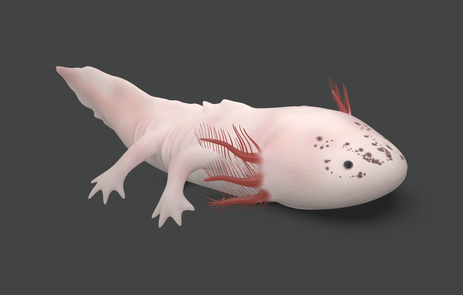 Axolotl Low-poly 3D model_2
