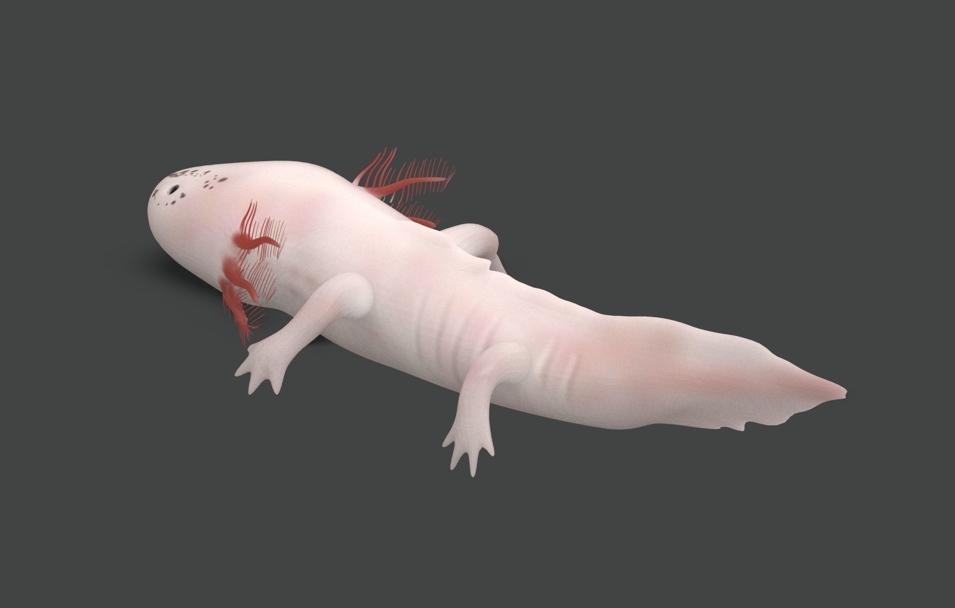 Axolotl Low-poly 3D model_4